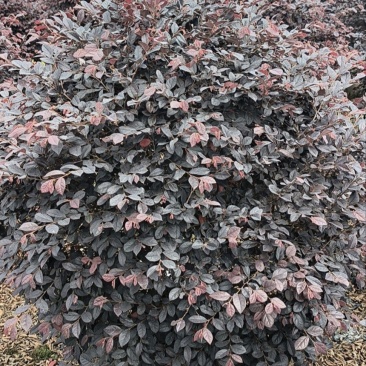 红花继木球，冠幅1米，基地直销，各种规格