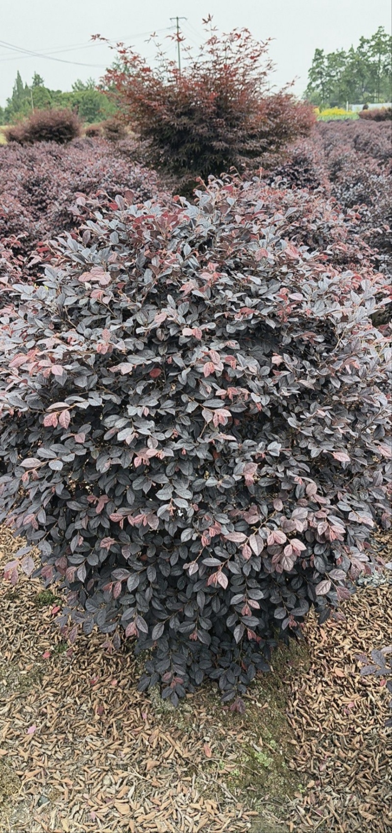 红花继木球，冠幅1米，基地直销，各种规格