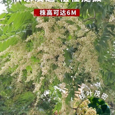 臭椿种子厂家货源批发品质保证价格便宜欢迎下单咨询