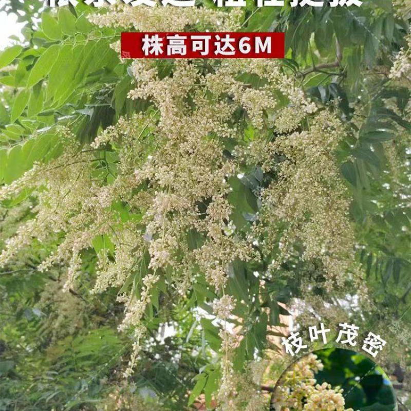 臭椿种子厂家货源批发品质保证价格便宜欢迎下单咨询