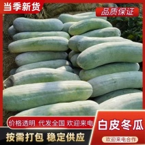 白皮冬瓜，新鲜上市中，品质好，支持线上看货。