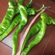 螺丝椒