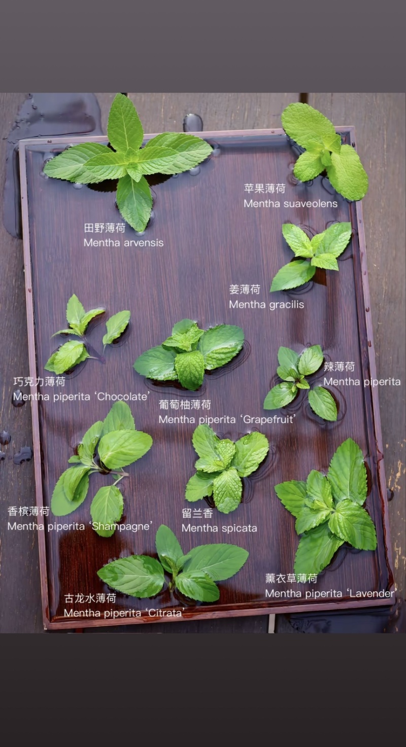 云南薄荷你们称留兰香