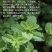 云南薄荷你们称留兰香