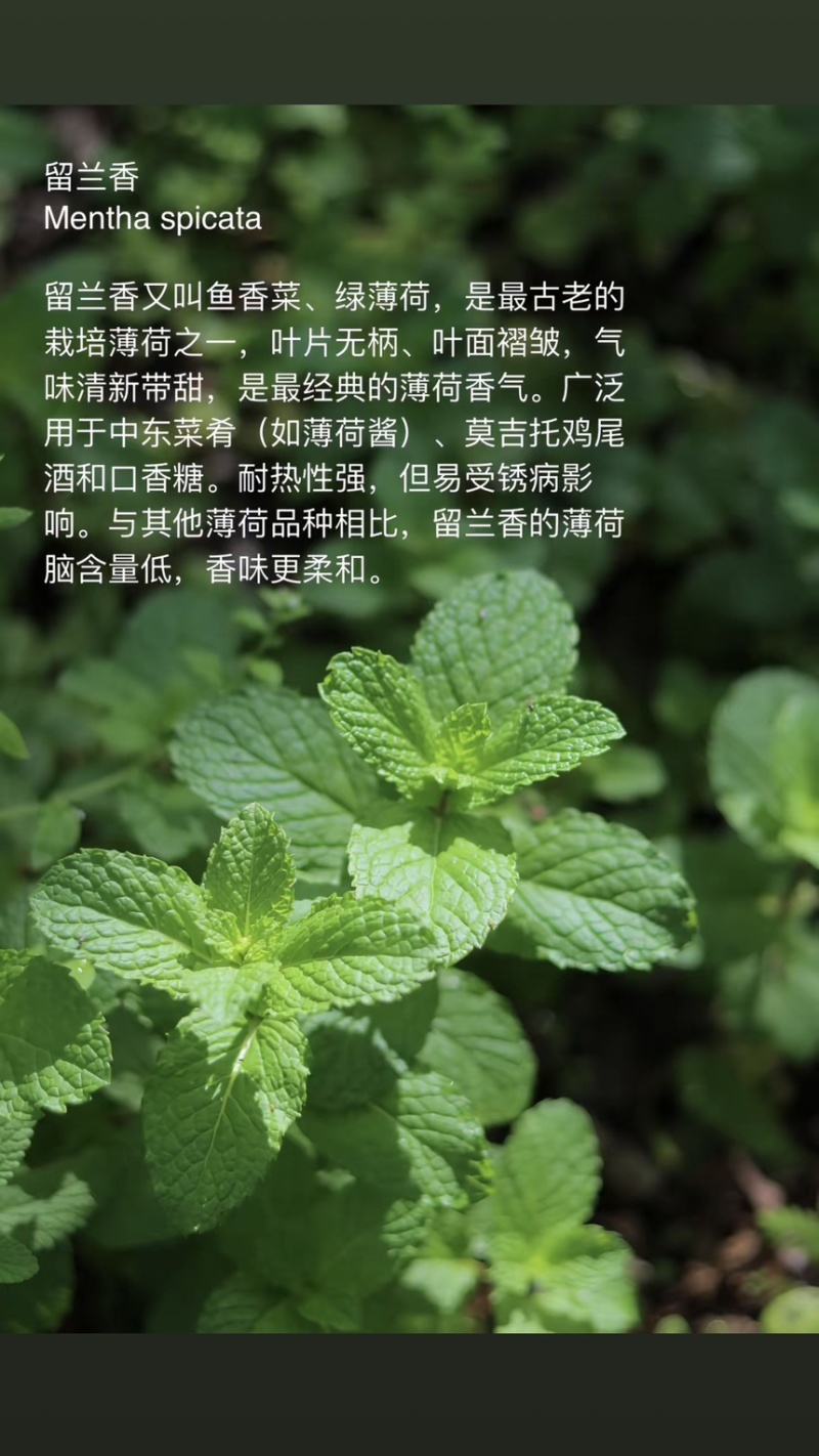 云南薄荷你们称留兰香