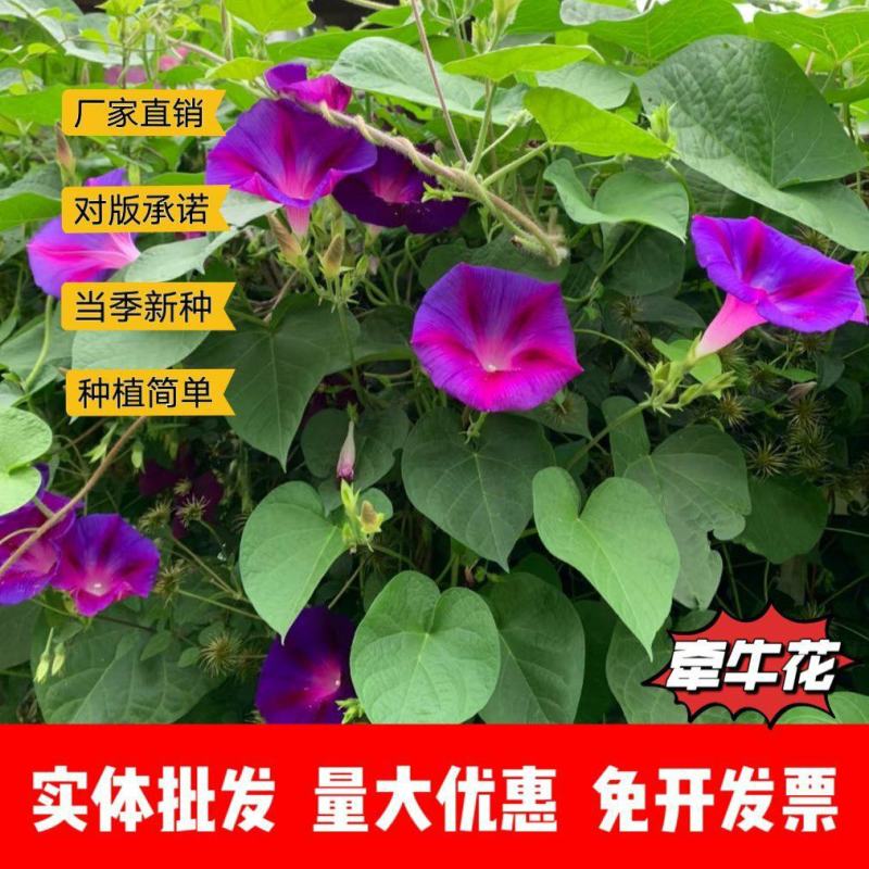 牵牛花种子厂家一手货源批发品质保证价格美丽欢迎下单