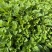 云南薄荷你们称留兰香