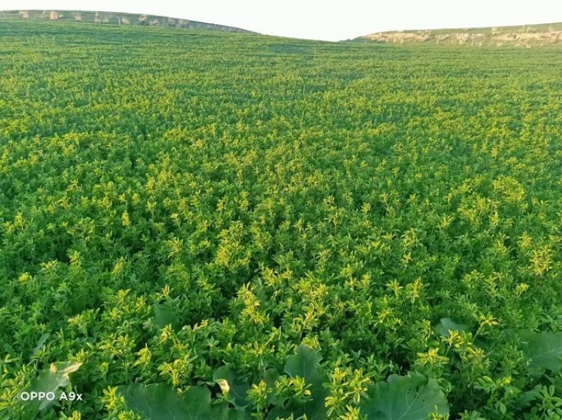 苜蓿草，小捆发货，大量有货，欢迎各位老板咨询采购