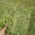 苜蓿草，小捆发货，大量有货，欢迎各位老板咨询采购