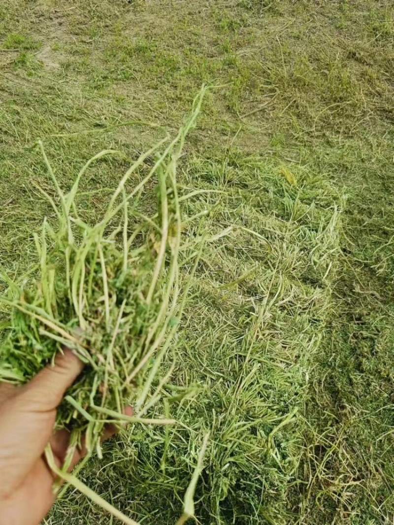 苜蓿草，小捆发货，大量有货，欢迎各位老板咨询采购