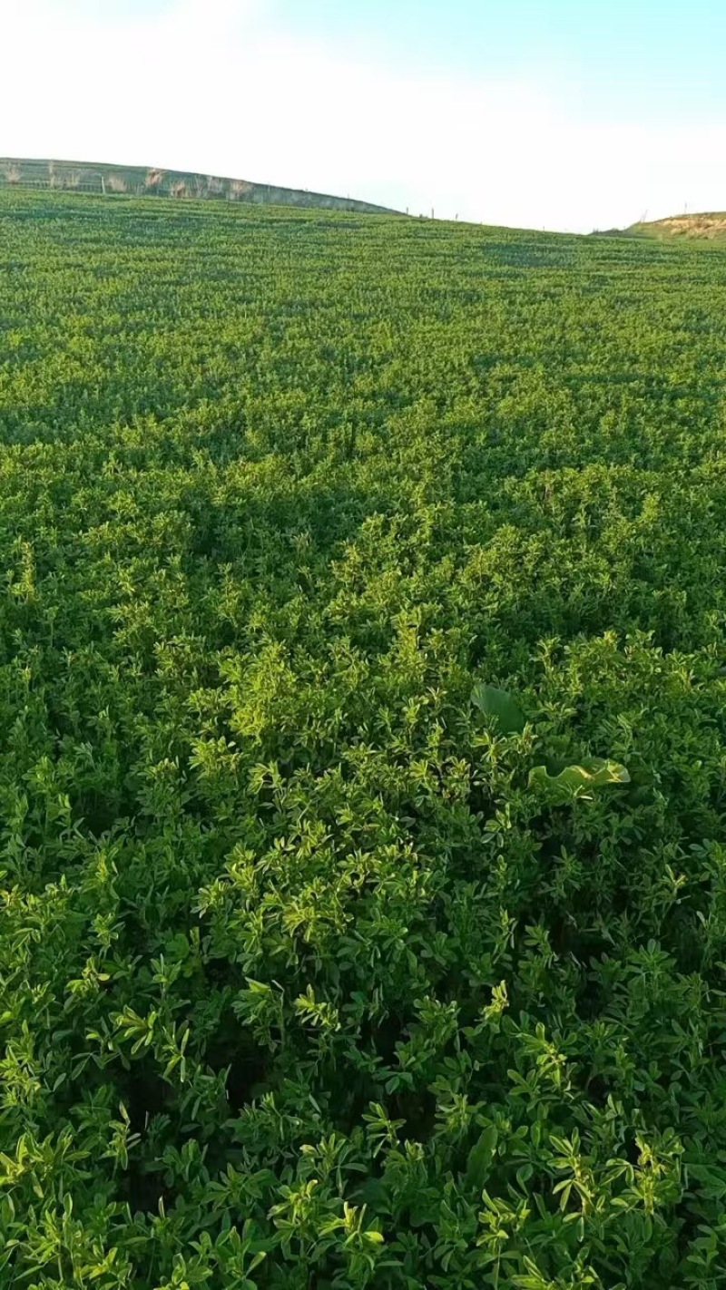 苜蓿草，小捆发货，大量有货，欢迎各位老板咨询采购