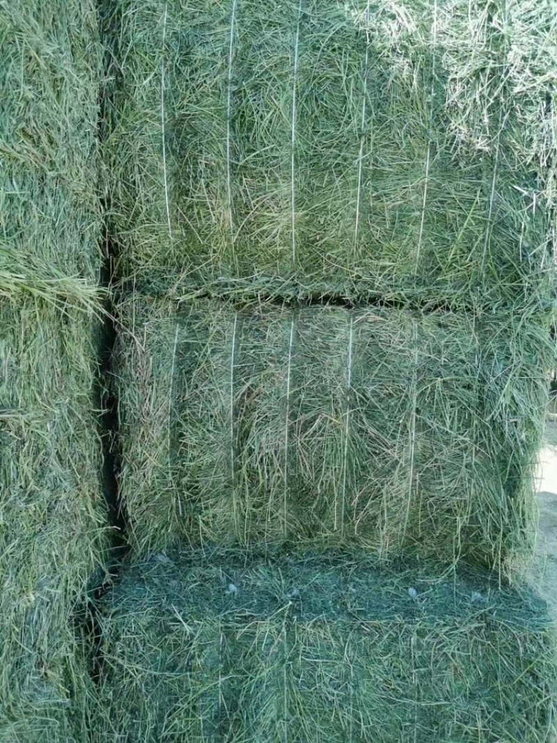 苜蓿草，小捆发货，大量有货，欢迎各位老板咨询采购