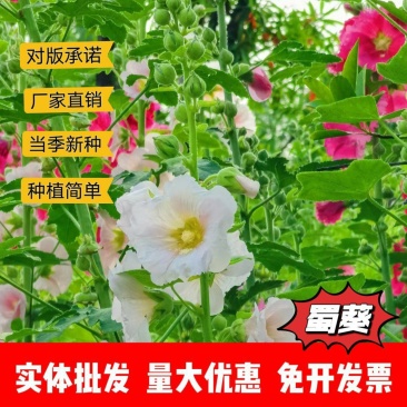 蜀葵种子厂家一手货源批发价格便宜欢迎全国各地老板前来咨询