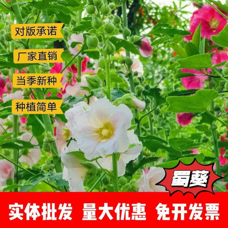 蜀葵种子厂家一手货源批发价格便宜欢迎全国各地老板前来咨询