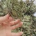 荔枝草