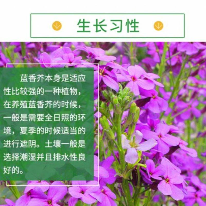 蓝香芥种子厂家一手货源批发品质保证价格便宜欢迎下单咨询