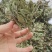 荔枝草