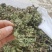 荔枝草