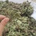 荔枝草