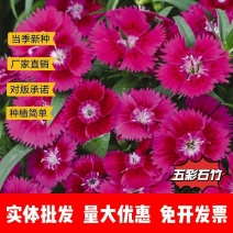 五彩石竹种子厂家一手货源批发价格便宜欢迎下单咨询