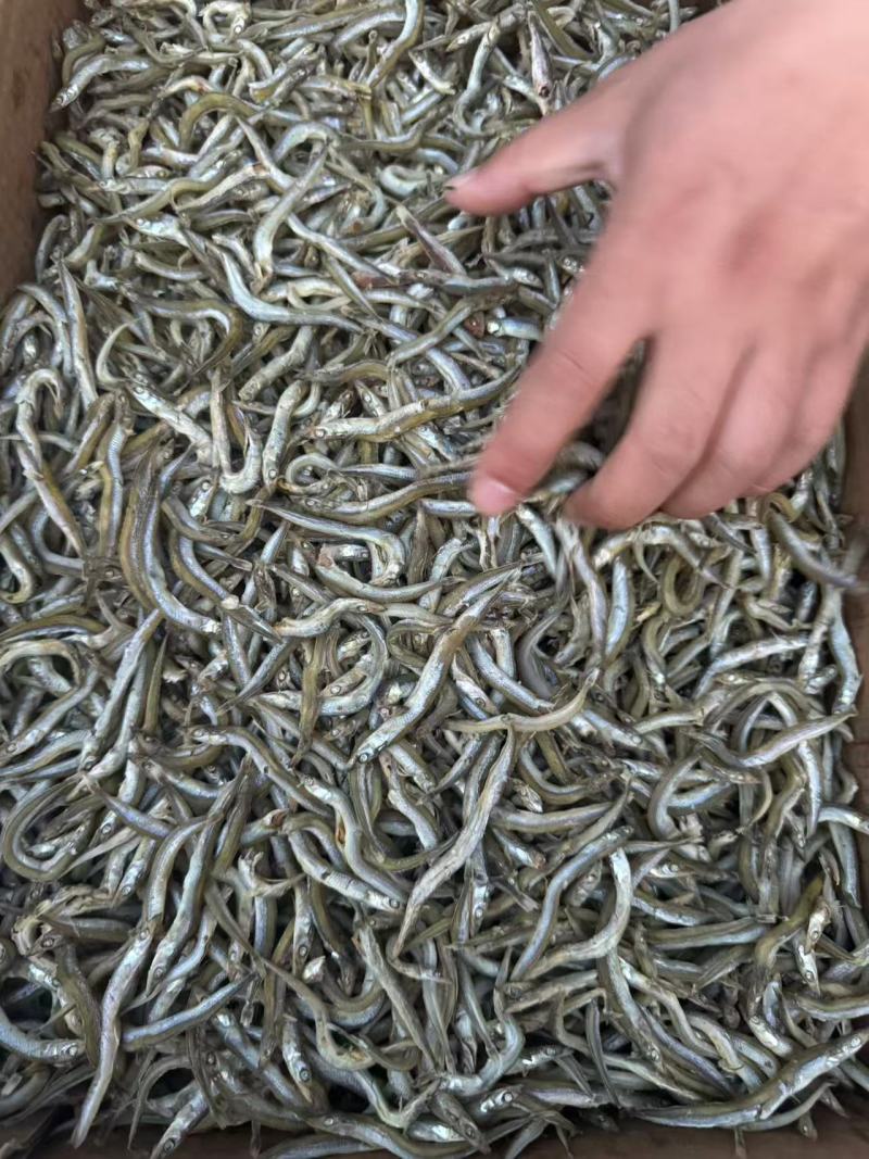 精品银针鱼/面条鱼，质量保证一手货源，价格低供超市电商
