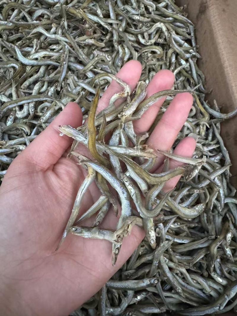 精品银针鱼/面条鱼，质量保证一手货源，价格低供超市电商