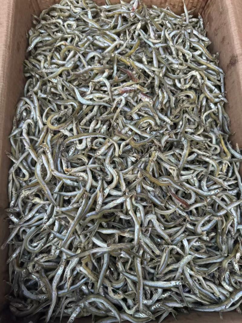 精品银针鱼/面条鱼，质量保证一手货源，价格低供超市电商