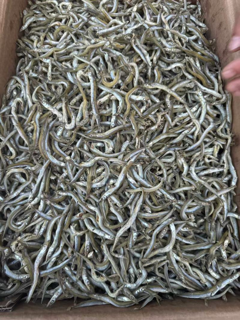 精品银针鱼/面条鱼，质量保证一手货源，价格低供超市电商