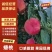水果蟠桃超市电商美团现货上市，品质优良市场营销，合作共赢