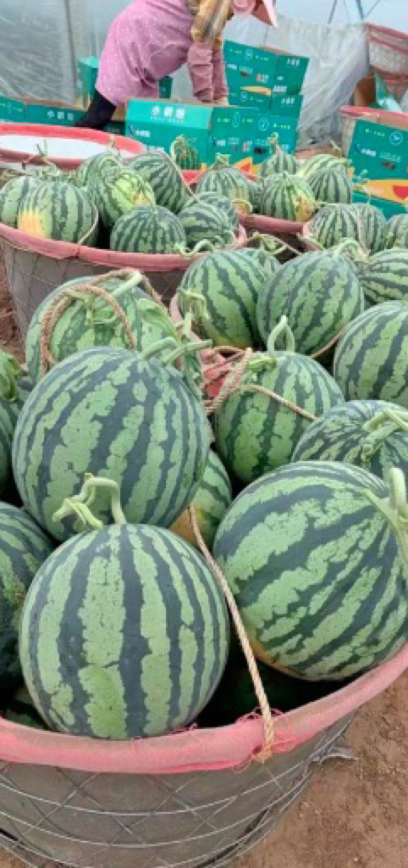 麒麟西瓜品质保证服务周到产地直发价格美丽