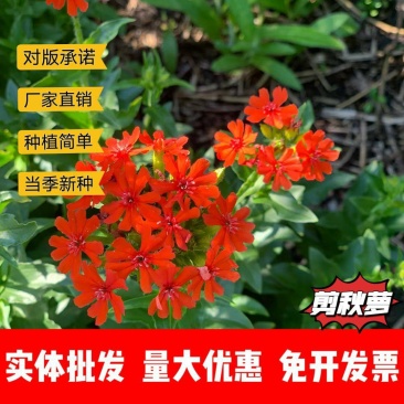 剪秋萝种子厂家一手货源批发品质保证价格便宜欢迎下单咨询