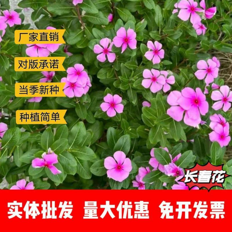 长春花种子厂家一手货源批发品质保证价格便宜欢迎下单咨询