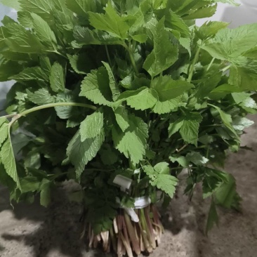 山野菜大叶芹