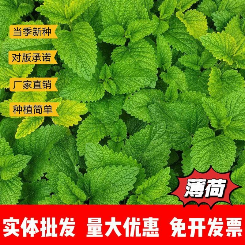 薄荷种子厂家一手货源批发品质保证价格便宜欢迎下单咨询