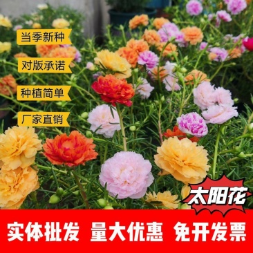 太阳花种子厂家一手货源批发品质保证价格便宜欢迎下单咨询