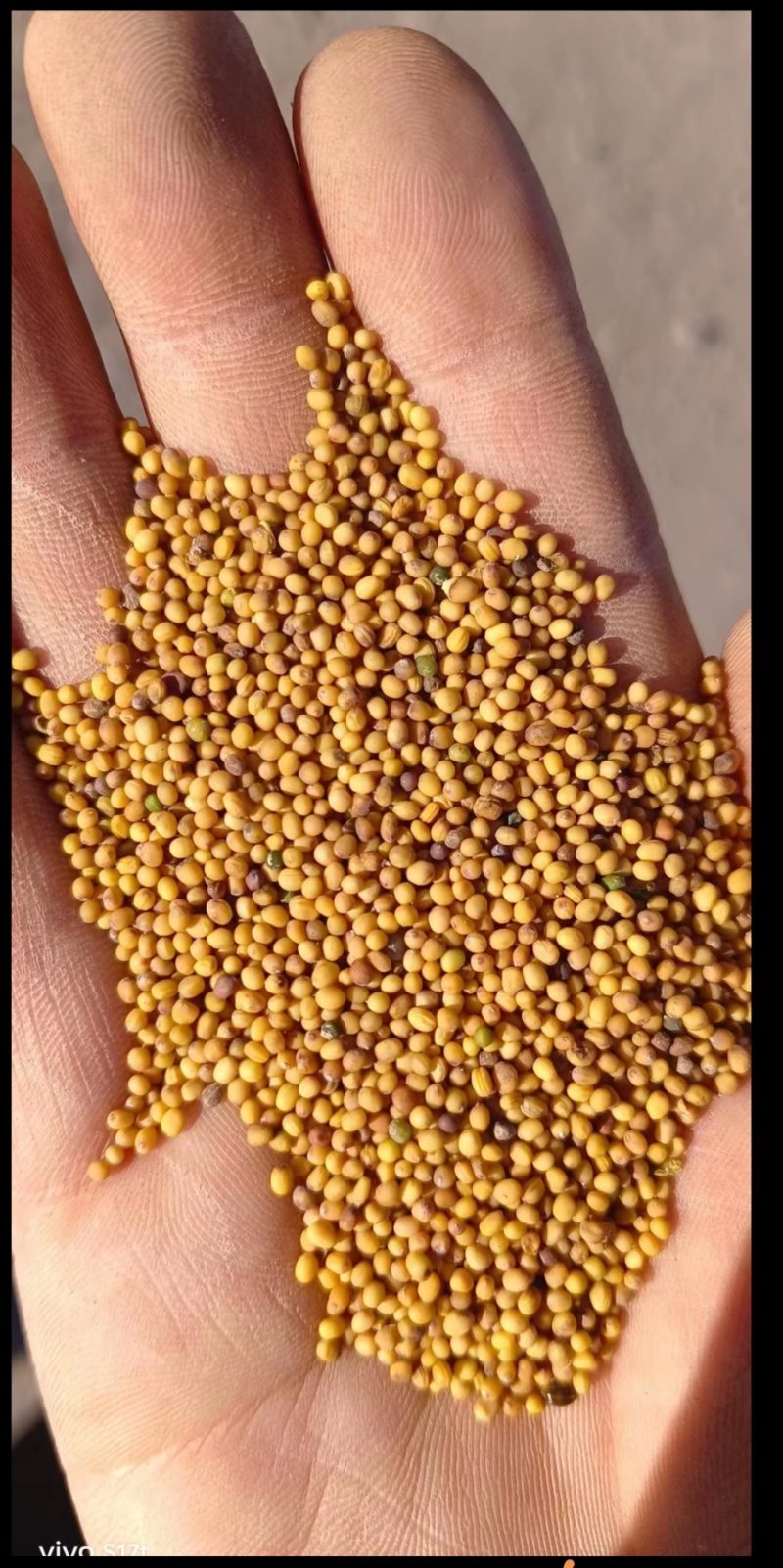 江苏油菜籽
