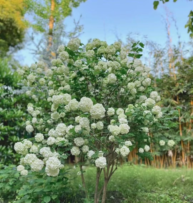 欧洲木绣球