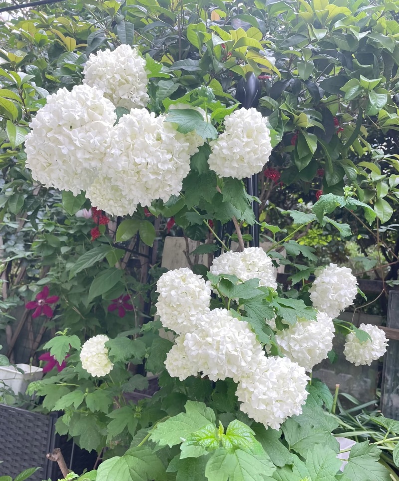 欧洲木绣球