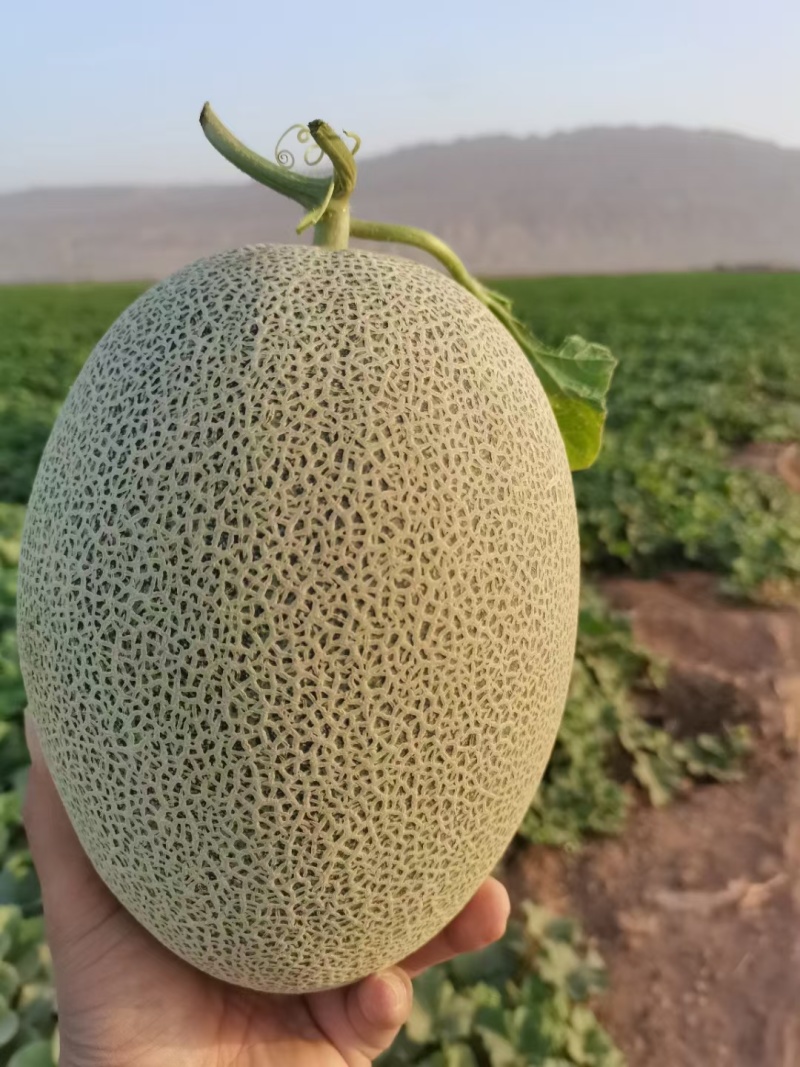 西州蜜瓜新疆哈密瓜全国直发，量大从优，可视频看货