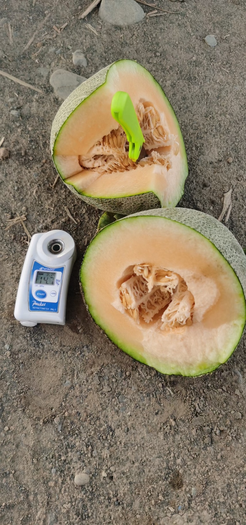 西州蜜瓜新疆哈密瓜全国直发，量大从优，可视频看货