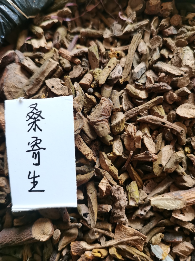 桑寄生