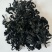 裙带菜干货脱水裙带菜批发，高泡发，电商，团购