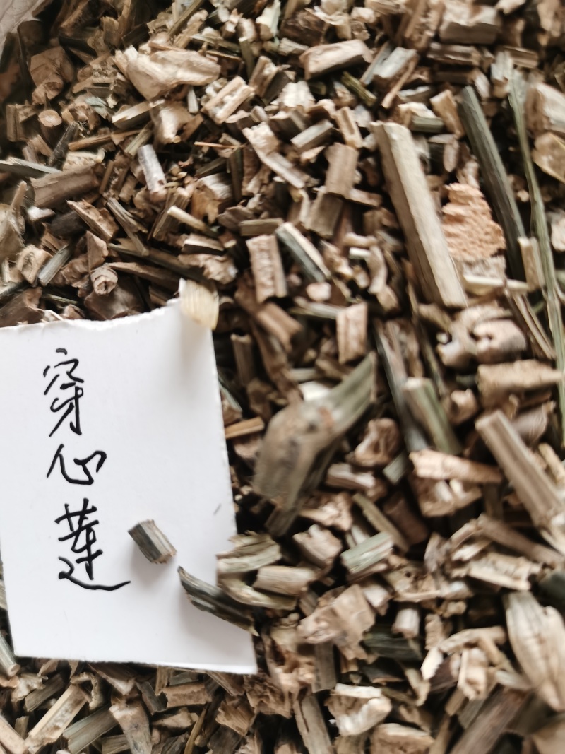 穿心莲