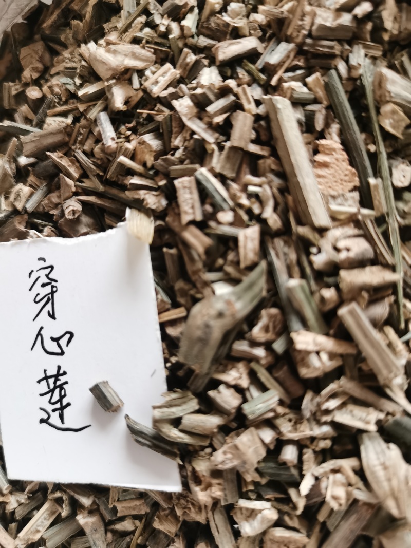 穿心莲