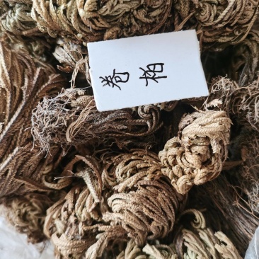 卷柏