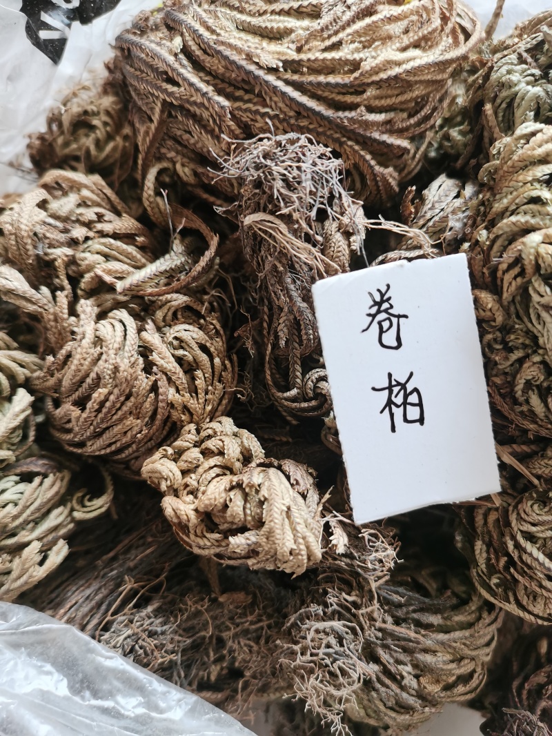 卷柏