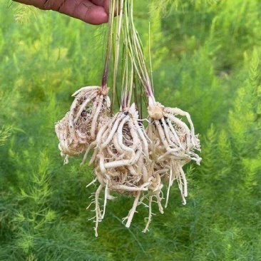山东菏泽鲁芦笋8号，芦笋根苗现挖新芦笋苗四季种植蔬菜苗