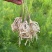 山东菏泽鲁芦笋8号，芦笋根苗现挖新芦笋苗四季种植蔬菜苗