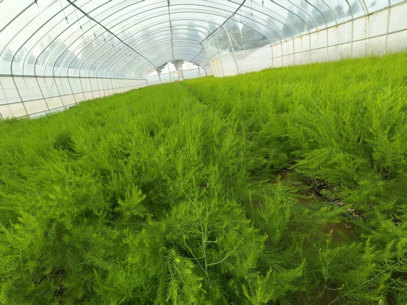 山东菏泽鲁芦笋8号，芦笋根苗现挖新芦笋苗四季种植蔬菜苗