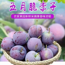 五月脆李子，产地一手货源，欢迎新老客户前来合作